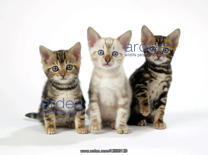 : CAT. Snow Marble & Brown Marble blue-eyed Bengal : CAT. Snow Marble & Brown Marble blue-eyed Bengal