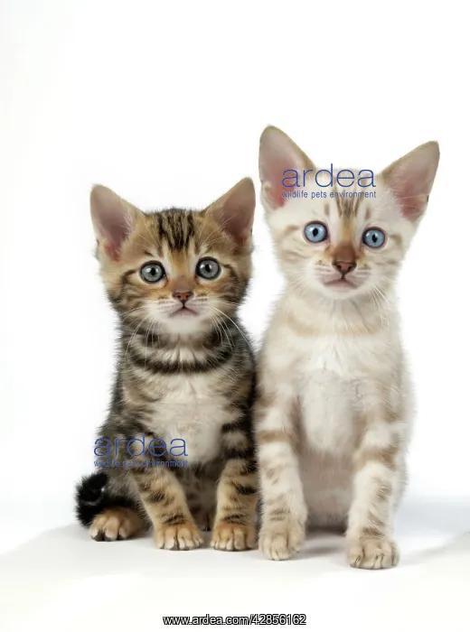 : CAT. Snow Marble & Brown Marble blue-eyed Bengal : CAT. Snow Marble & Brown Marble blue-eyed Bengal