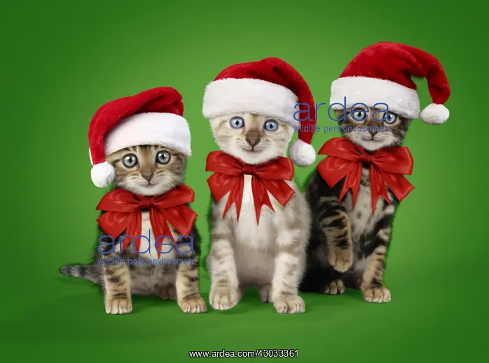 : CAT - Snow Marble & Brown Marble blue-eyed Bengal : CAT - Snow Marble & Brown Marble blue-eyed Bengal