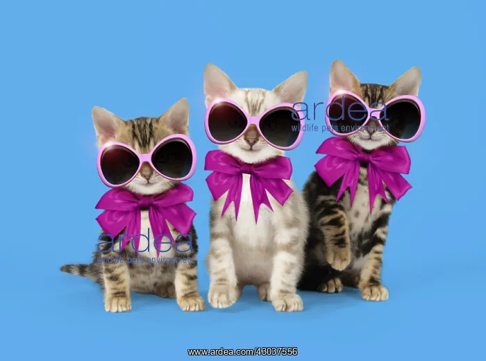 : CAT - Snow Marble & Brown Marble blue-eyed Bengal : CAT - Snow Marble & Brown Marble blue-eyed Bengal