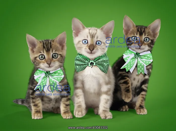 : CAT. Snow Marble & Brown Marble blue-eyed Bengal : CAT. Snow Marble & Brown Marble blue-eyed Bengal