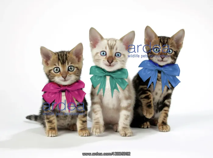 : CAT Snow Marble and Brown Marble blue-eyed Bengal kittens - 6 weeks old : CAT Snow Marble and Brown Marble blue-eyed Bengal kittens - 6 weeks old