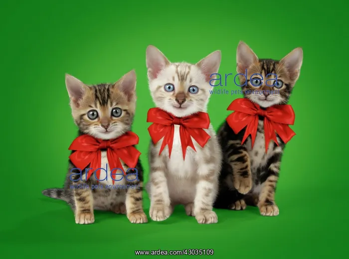 : CAT Snow Marble and Brown Marble blue-eyed Bengal kittens - 6 weeks old : CAT Snow Marble and Brown Marble blue-eyed Bengal kittens - 6 weeks old