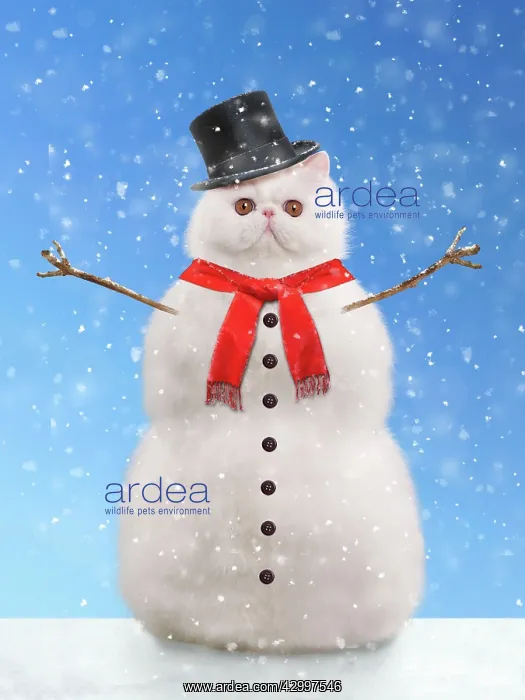 : Cat - snowman. Digital Manipulation : Cat - snowman. Digital Manipulation