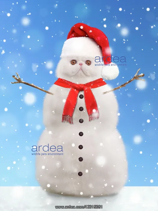 : Cat - snowman wearing a red Christmas Santa hat and scarf : Cat - snowman wearing a red Christmas Santa hat and scarf
