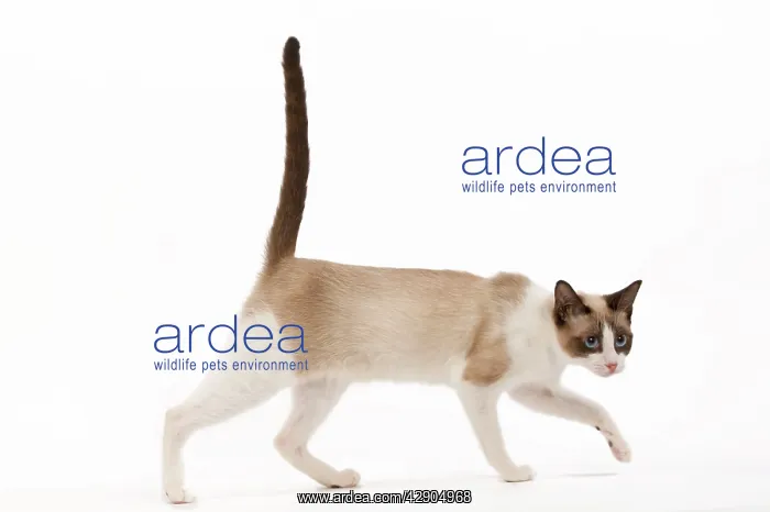  : Cat - snowshoe in studio