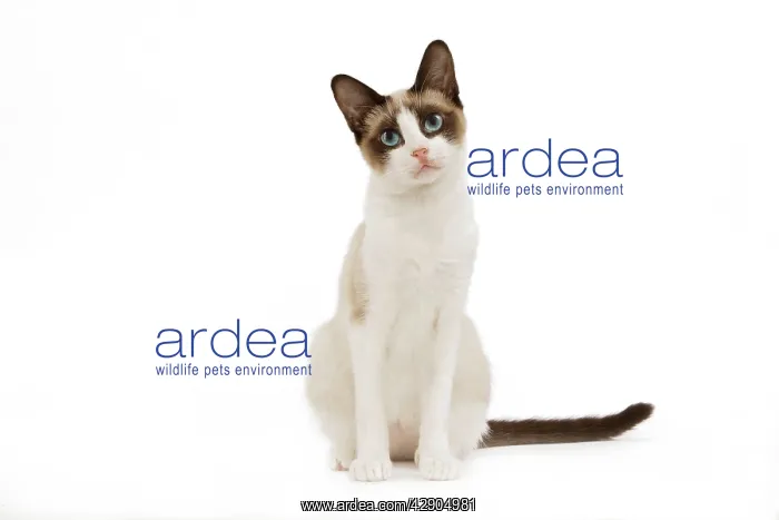  : Cat - snowshoe in studio