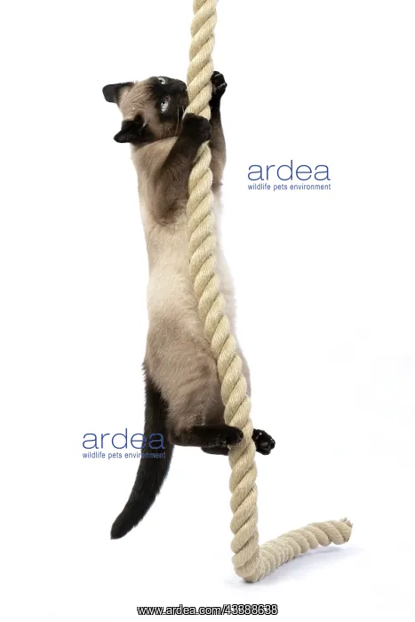 : CAT. Snowshoe X, climbing up, playing with a large : CAT. Snowshoe X, climbing up, playing with a large