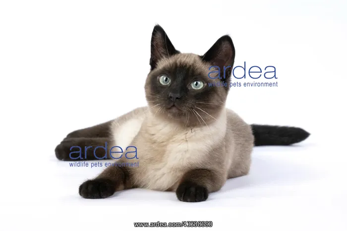 : CAT. Snowshoe X, laying down, studio : CAT. Snowshoe X, laying down, studio