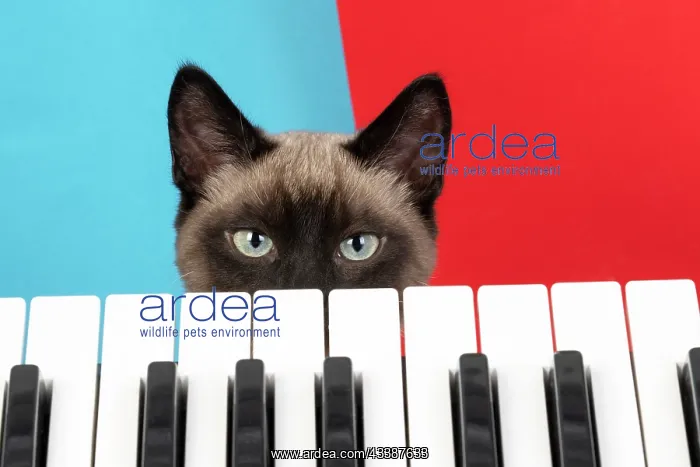 : CAT. Snowshoe X, looking over a keyboard. studio : CAT. Snowshoe X, looking over a keyboard. studio