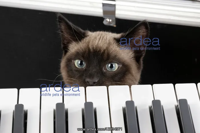 : CAT. Snowshoe X, looking over a keyboard. studio : CAT. Snowshoe X, looking over a keyboard. studio