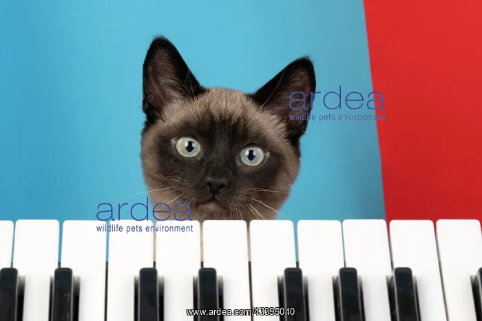 : CAT. Snowshoe X, looking over a keyboard. studio : CAT. Snowshoe X, looking over a keyboard. studio