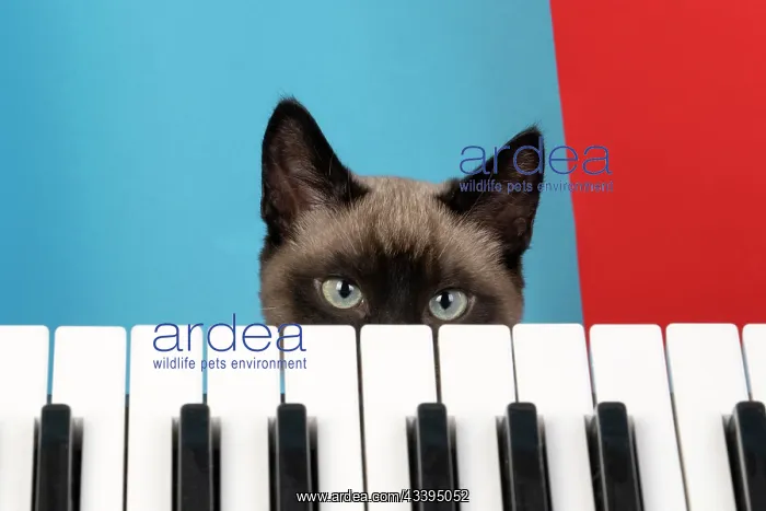 : CAT. Snowshoe X, looking over a keyboard. studio : CAT. Snowshoe X, looking over a keyboard. studio