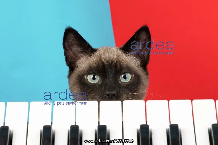 : CAT. Snowshoe X, looking over a keyboard. studio : CAT. Snowshoe X, looking over a keyboard. studio