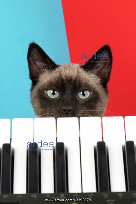 : CAT. Snowshoe X, looking over a keyboard. studio : CAT. Snowshoe X, looking over a keyboard. studio