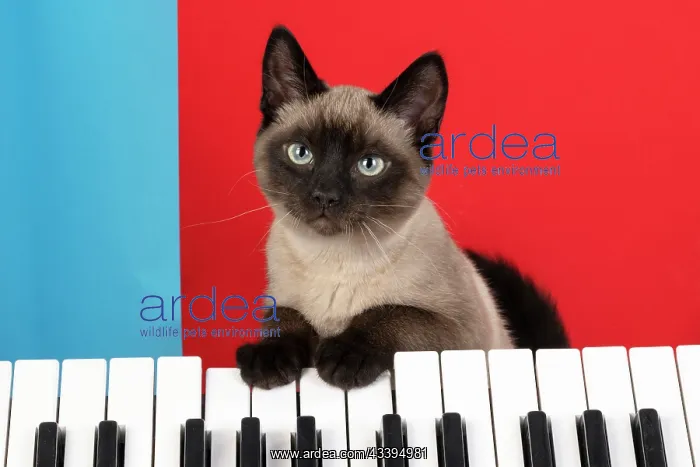 : CAT. Snowshoe X, with paws on a keyboard. coloured : CAT. Snowshoe X, with paws on a keyboard. coloured