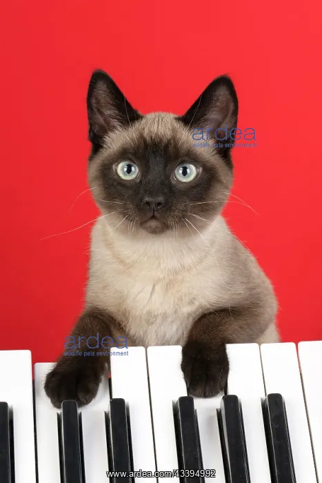 : CAT. Snowshoe X, with paws on a keyboard. coloured : CAT. Snowshoe X, with paws on a keyboard. coloured