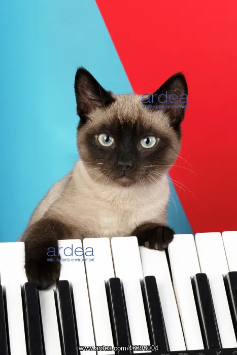 : CAT. Snowshoe X, with paws on a keyboard. coloured : CAT. Snowshoe X, with paws on a keyboard. coloured