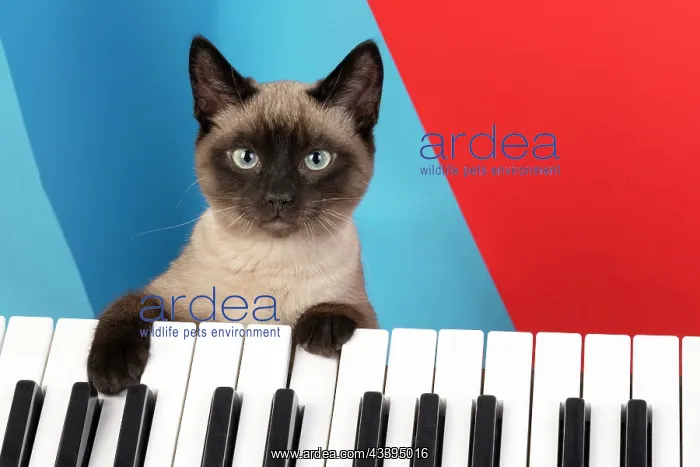 : CAT. Snowshoe X, with paws on a keyboard. coloured : CAT. Snowshoe X, with paws on a keyboard. coloured