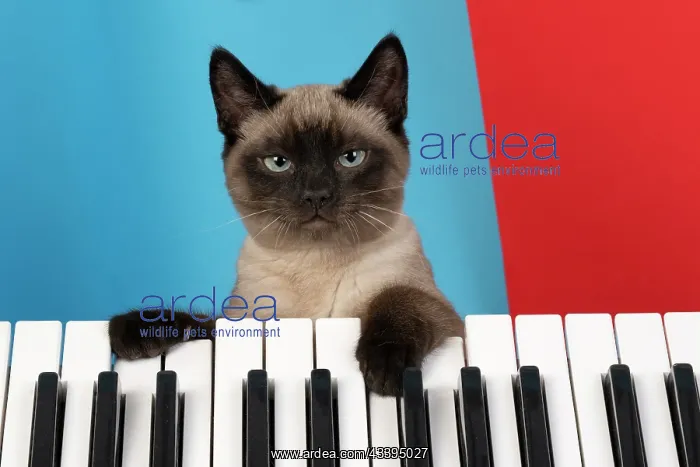 : CAT. Snowshoe X, with paws on a keyboard. coloured : CAT. Snowshoe X, with paws on a keyboard. coloured