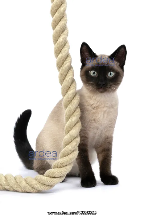 : CAT. Snowshoe X, sitting with a large rope, studio : CAT. Snowshoe X, sitting with a large rope, studio