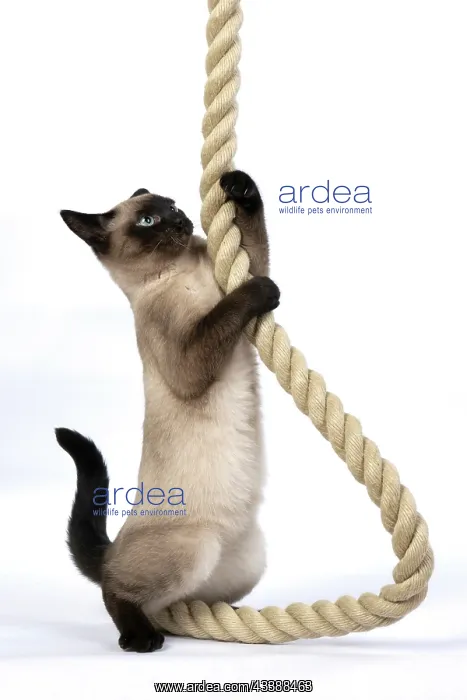: CAT. Snowshoe X, sitting up playing with a large : CAT. Snowshoe X, sitting up playing with a large