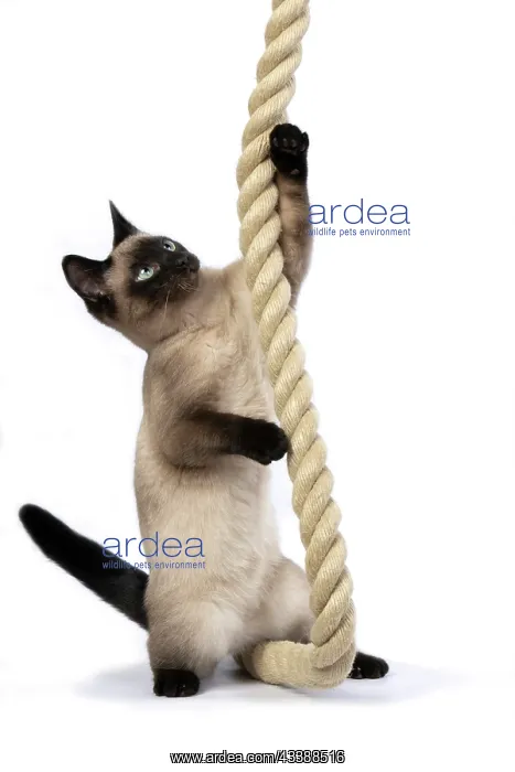 : CAT. Snowshoe X, sitting up playing with a large : CAT. Snowshoe X, sitting up playing with a large
