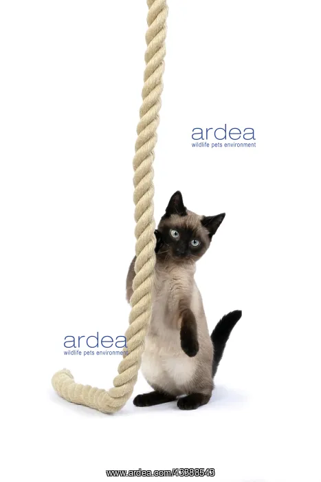 : CAT. Snowshoe X, sitting up playing with a large : CAT. Snowshoe X, sitting up playing with a large