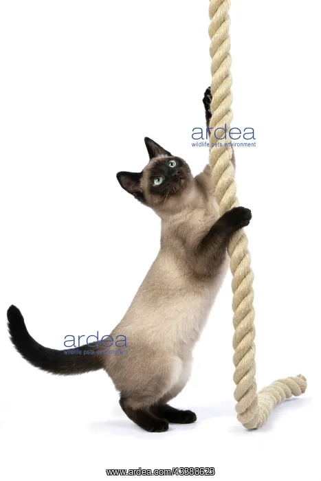  : CAT. Snowshoe X, sitting up playing with a large