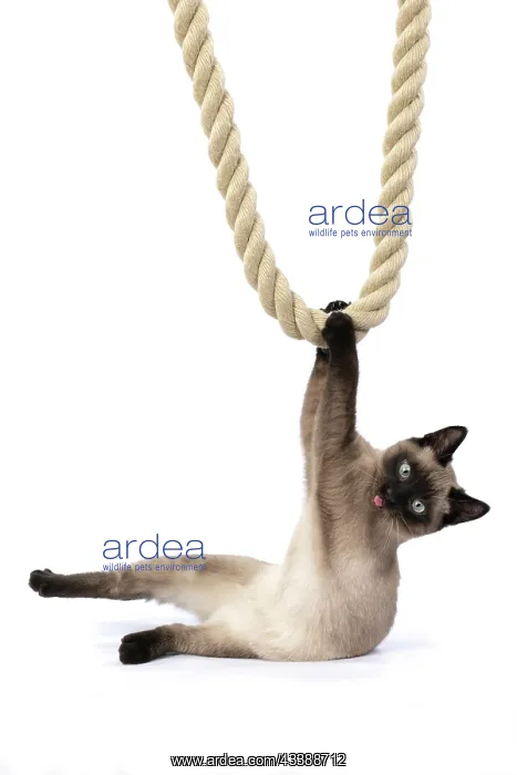 : CAT. Snowshoe X, sitting up playing with a large : CAT. Snowshoe X, sitting up playing with a large