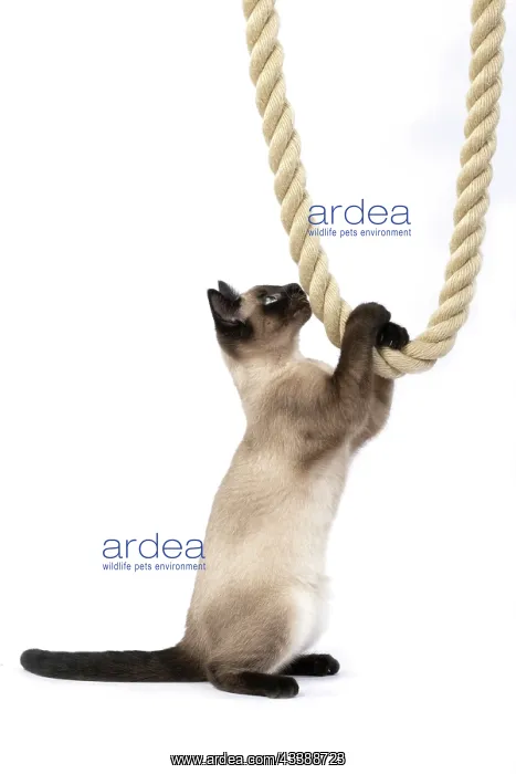  : CAT. Snowshoe X, sitting up playing with a large