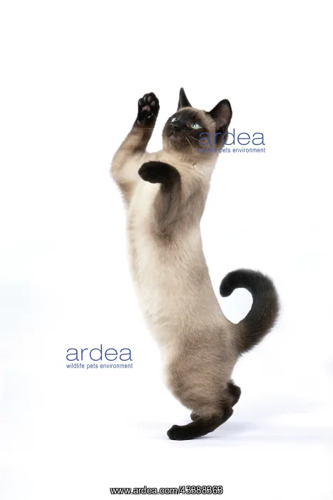 : CAT. Snowshoe X, sitting up playing, paws in the : CAT. Snowshoe X, sitting up playing, paws in the