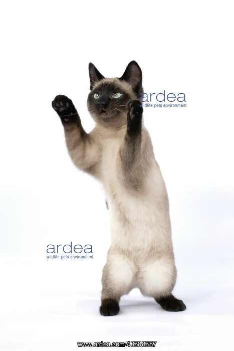 : CAT. Snowshoe X, sitting up playing, paws in the : CAT. Snowshoe X, sitting up playing, paws in the