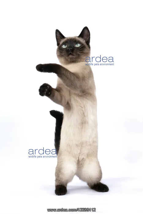 : CAT. Snowshoe X, sitting up playing, paws in the : CAT. Snowshoe X, sitting up playing, paws in the