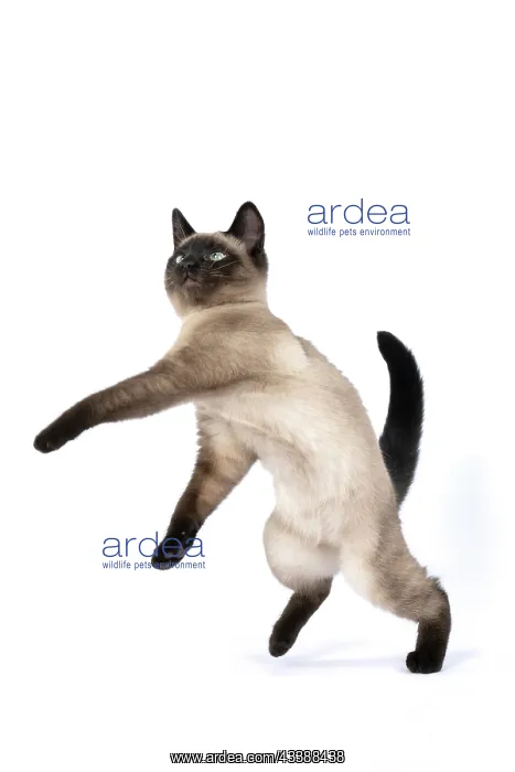 : CAT. Snowshoe X, sitting up playing, paws in the : CAT. Snowshoe X, sitting up playing, paws in the