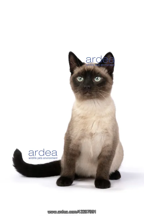 : CAT. Snowshoe X, sitting, studio : CAT. Snowshoe X, sitting, studio