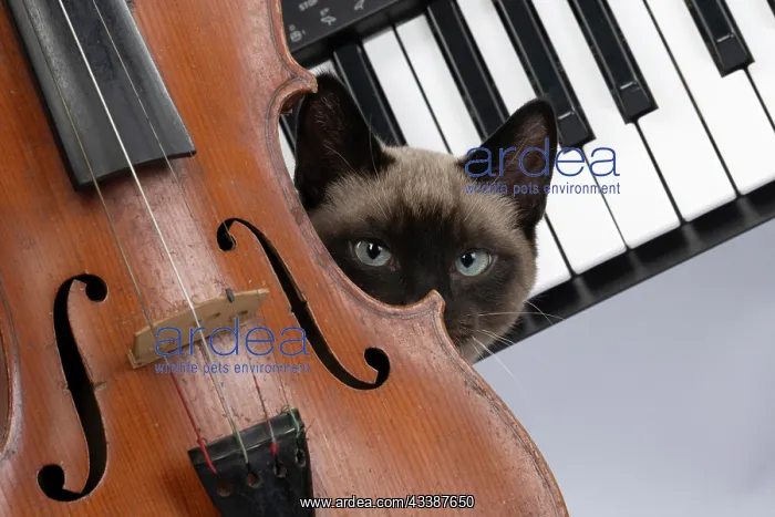 : CAT. Snowshoe X, sitting with a violin and keyboard : CAT. Snowshoe X, sitting with a violin and keyboard