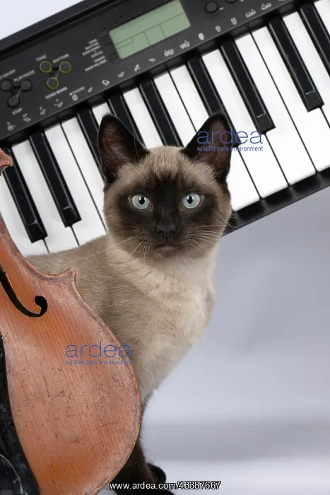: CAT. Snowshoe X, sitting with a violin and keyboard : CAT. Snowshoe X, sitting with a violin and keyboard
