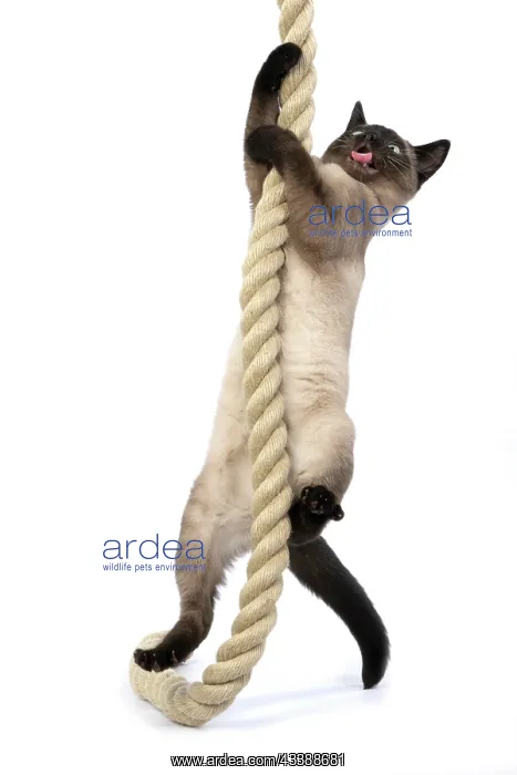 : CAT. Snowshoe X, standing up playing, climbing : CAT. Snowshoe X, standing up playing, climbing