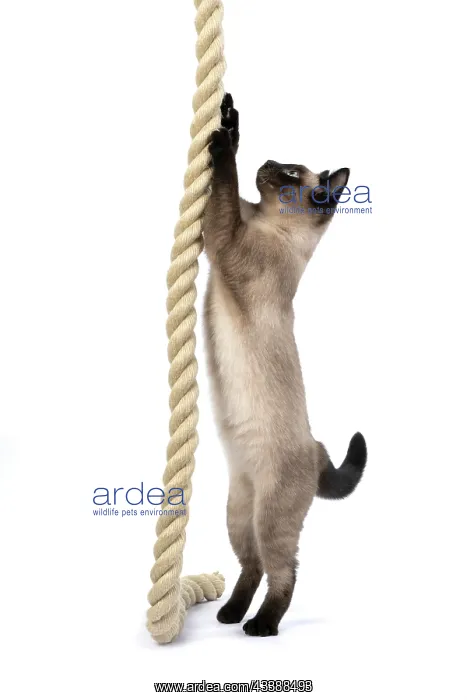 : CAT. Snowshoe X, standing up playing with a large : CAT. Snowshoe X, standing up playing with a large
