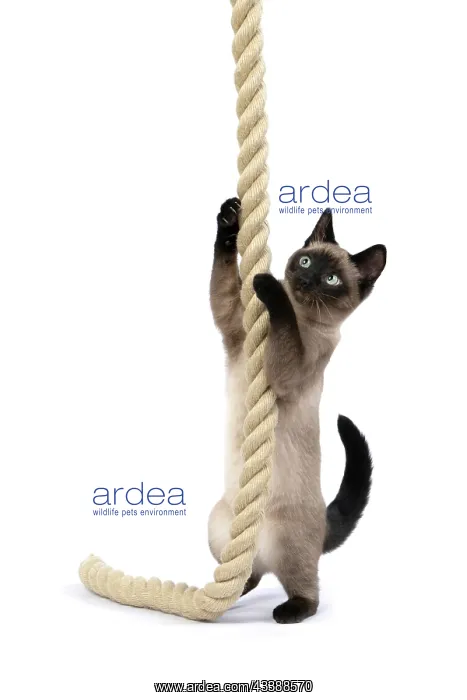 : CAT. Snowshoe X, standing up playing with a large : CAT. Snowshoe X, standing up playing with a large