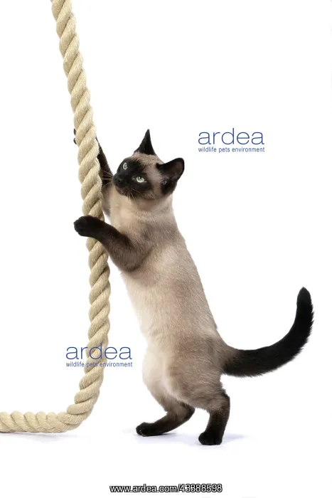 : CAT. Snowshoe X, standing up playing with a large : CAT. Snowshoe X, standing up playing with a large
