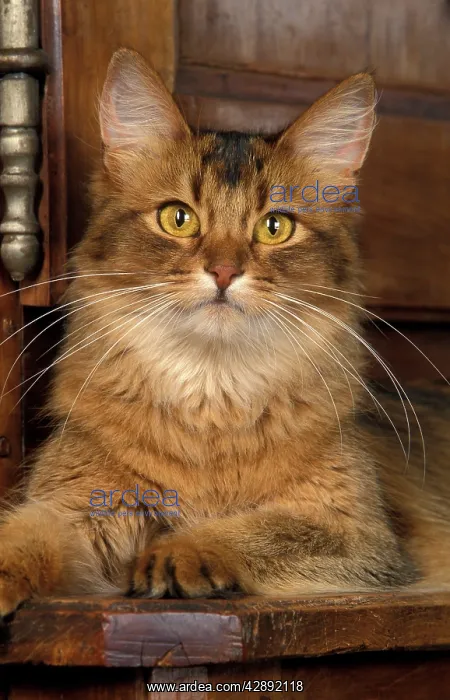 : Cat - Somali