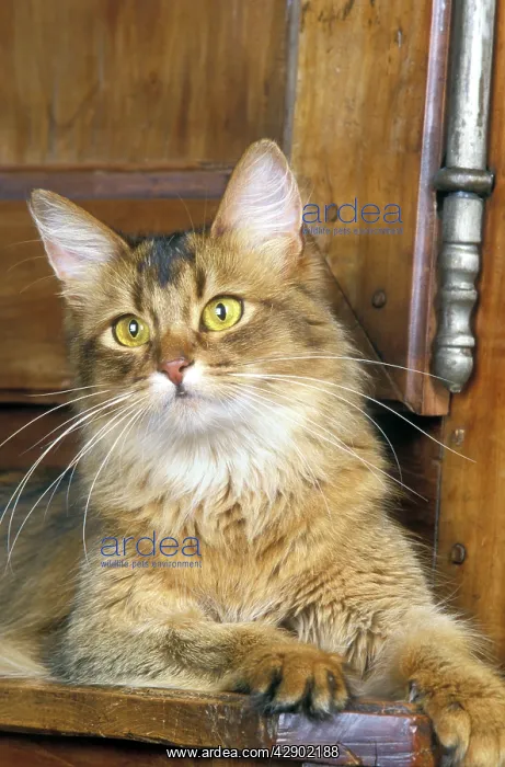  : Cat - Somali