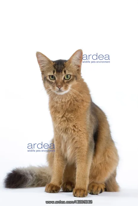  : Cat - Somali
