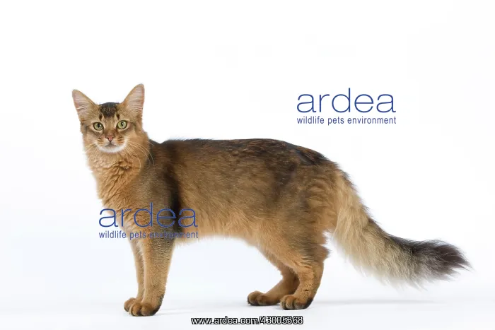  : Cat - Somali