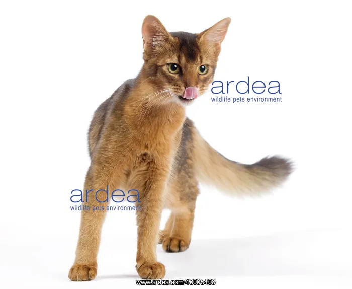  : Cat - Somali
