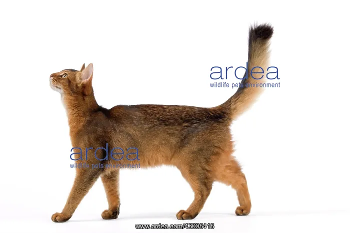  : Cat - Somali