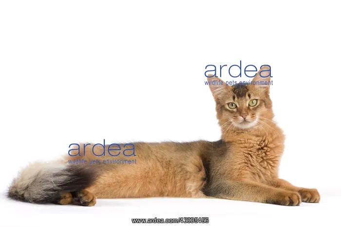  : Cat - Somali