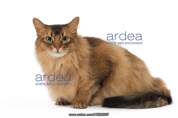  : Cat Somali